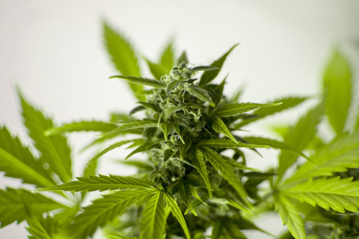 Growing Cannabis in Thailand